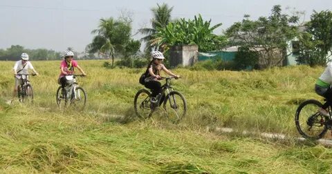 Những loại rau trồng một lần ăn quanh năm